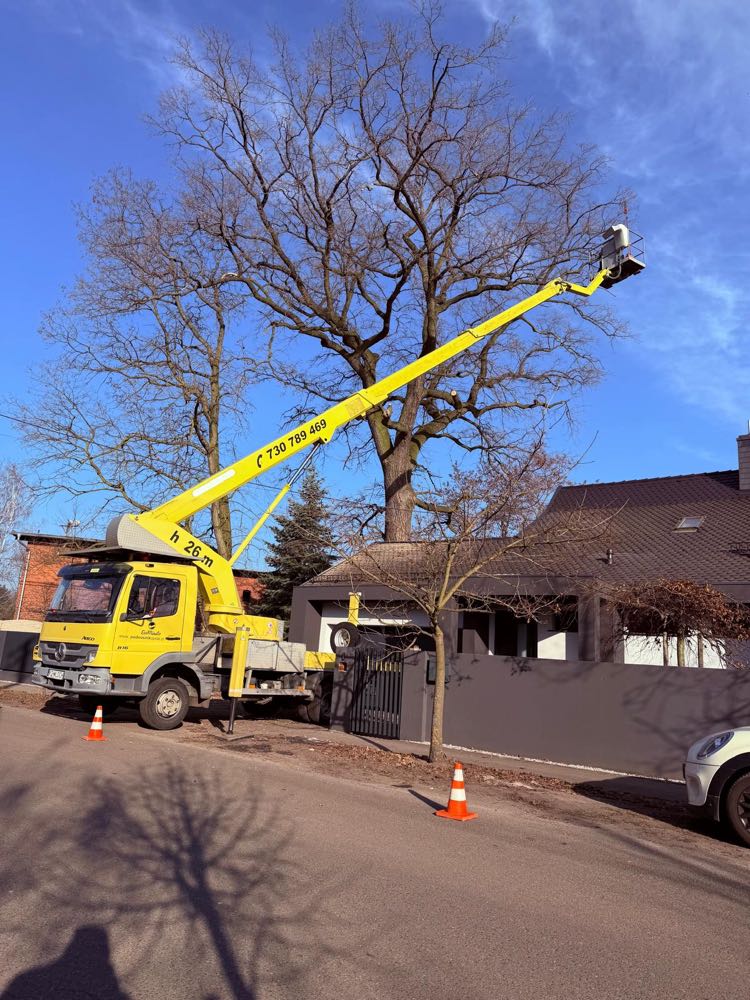 Podnośnik koszowy 26m przy wycince drzewa